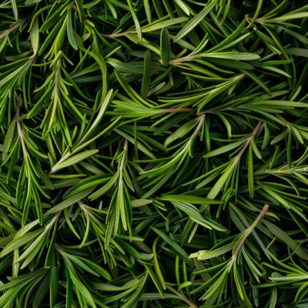 Romarin - Crème glacée