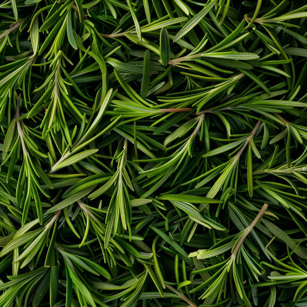 Romarin - Crème glacée